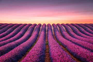 Fototapeta na wymiar Lavender flower blooming fields endless rows at sunset. Valensole provence