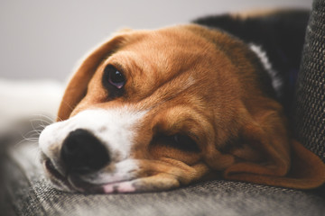 Beagle