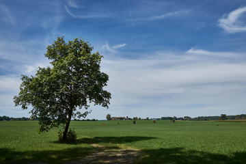 Baum vor sommerlich grüner Landschaft mit Bauernhof im Hintergrund