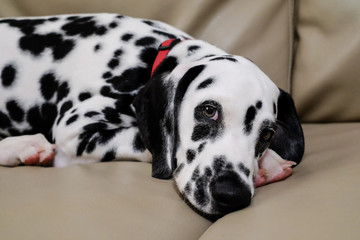 Dalmatian puppy lying on a sofa with puppy dog eyes