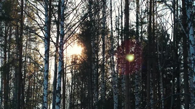 Aerial shooting - beautiful bare branches of birches and deciduous trees