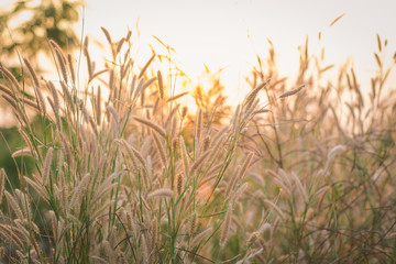 Wonderful landscape from the feather grass field in the evening sunset silhouette. serene feeling concept. countryside scenery atmosphere. image for background, wallpaper and copy space.
