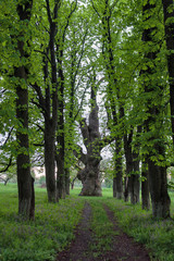 beautiful alley with old oak tree