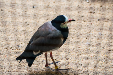 Berlino