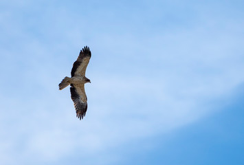 Booted eagle