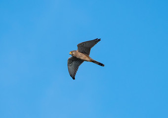 common kestrel