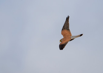 common kestrel