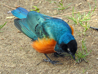 exotic bird