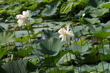 lotus field