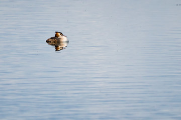 great crested grebe