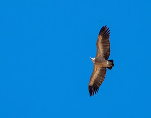 griffon vulture