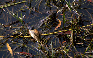 snake eating fish