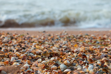 seashells on the shore