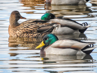 mallards