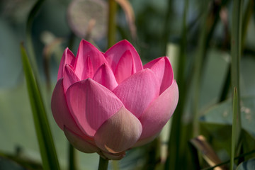 Lotus flower