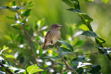 spotted flycatcher