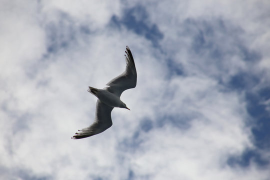 Seemöwe fliegt am blauen Himmel mit Wolken, von unten