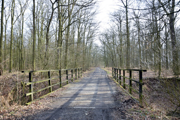 Wooden bridge in forest. 