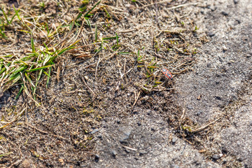 Wingless smith in the forest