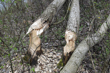 Trees fallen by beavers. Trees trunk gnawed by Castor. Poland