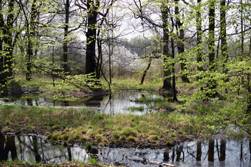 Green forrest swamp scene. Spring season in Poland forest.