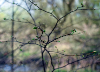 Blooming trees buds, spring. Closeup photography.