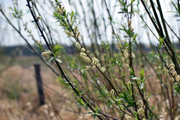 Shrub catkin in spring times. Blooming trees buds.
