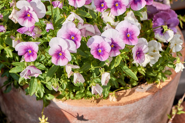 Stiefmütterchen im Tontopf