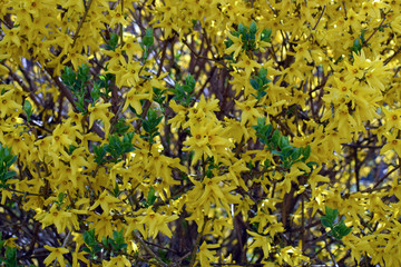 Forsythia × intermedia (Border Forsythia). Yellow flowers background. Flowers texture.
