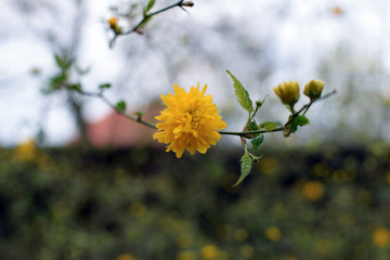 Small yellow flower close up with bokeh effect.