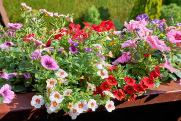 Leuchtend blühende Petunien 