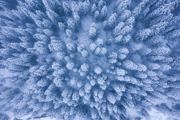 Winter forest background