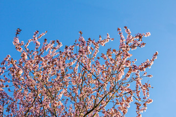 Spring Cherry blossoms on a branch pink flowers, on green natural or sky background