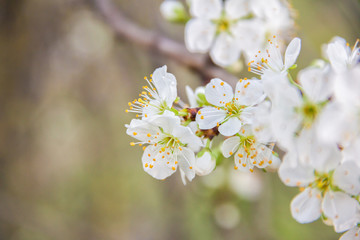 Spring Cherry blossoms on a branch, white flowers, on green natural and sky background