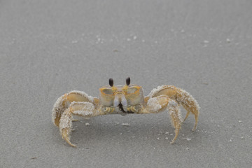 Ghost Crab on the beach