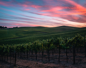 Sonoma County Vineyard at Sunset