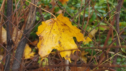 Maple leaf autumn in the Park