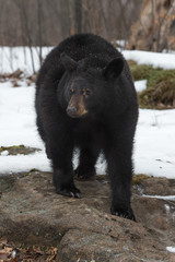 Black Bear (Ursus americanus) Stands on Bare Rock in Snow