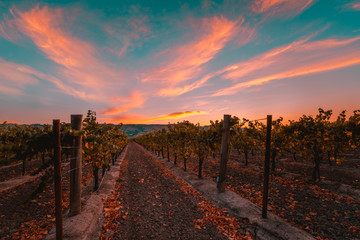 Sonoma Vineyard at Sunset