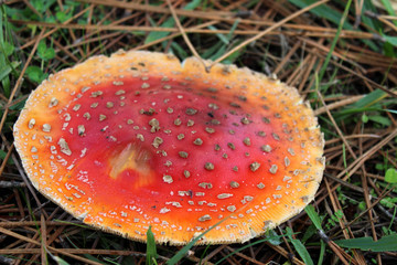 Champignons dans les Bois