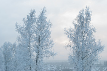 Fototapeta na wymiar snowy evening winter forest