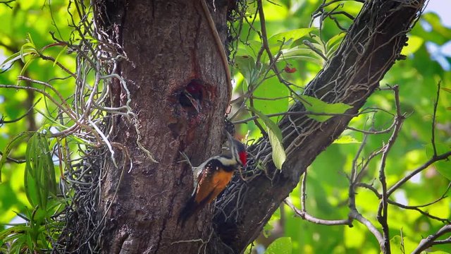 Black-rumped flameback nesting and feeding chicks in Bardia national park, Nepal  - specie Dinopium benghalense family of Picidae