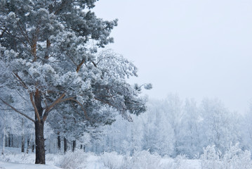 snowy evening winter forest