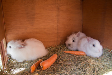 Naklejka premium süße kuschlige Babykaninchen im Stall