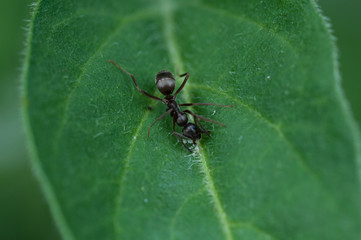 ant at work on leaf