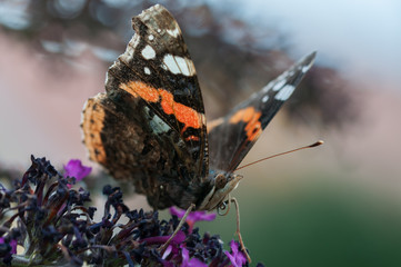 admiral (butterfly) sitting on blooms