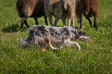 Stock Dog Runs Behind Group of Sheep