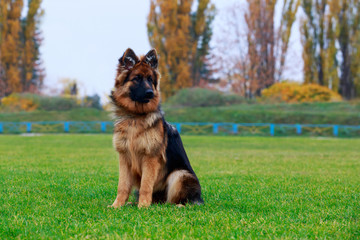 Dog breed German Shepherd