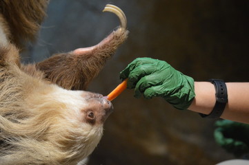 Zookeeper feeding a sloth