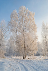 snowy evening winter forest